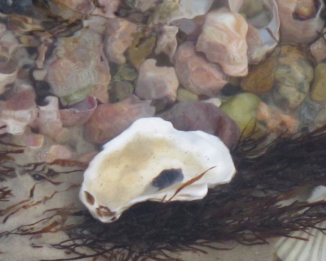 Oyster shell in the Trunk River